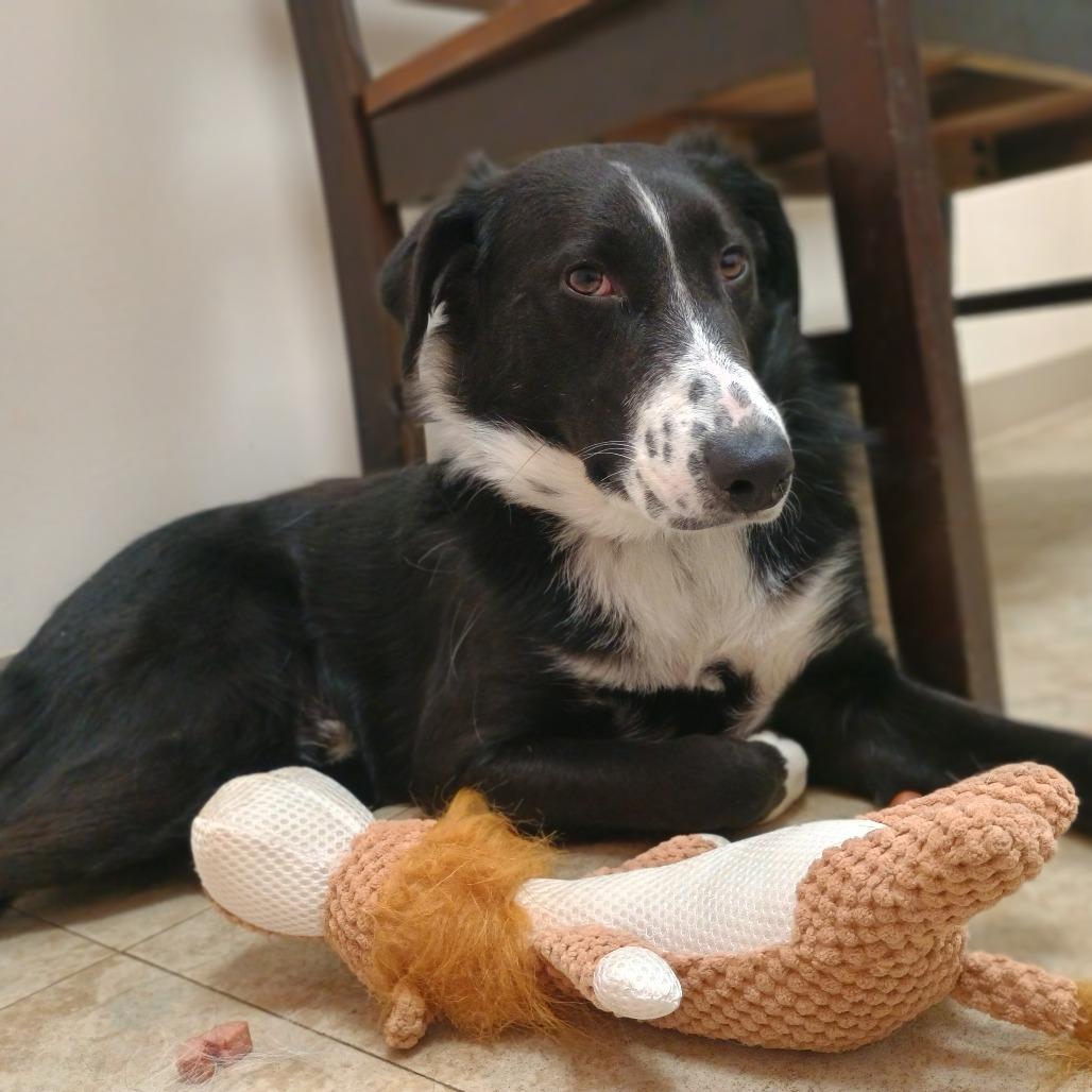 Enlarge Poseidon (In Foster), a Adoptable mixed breed in East Smithfield , PA image 2/6