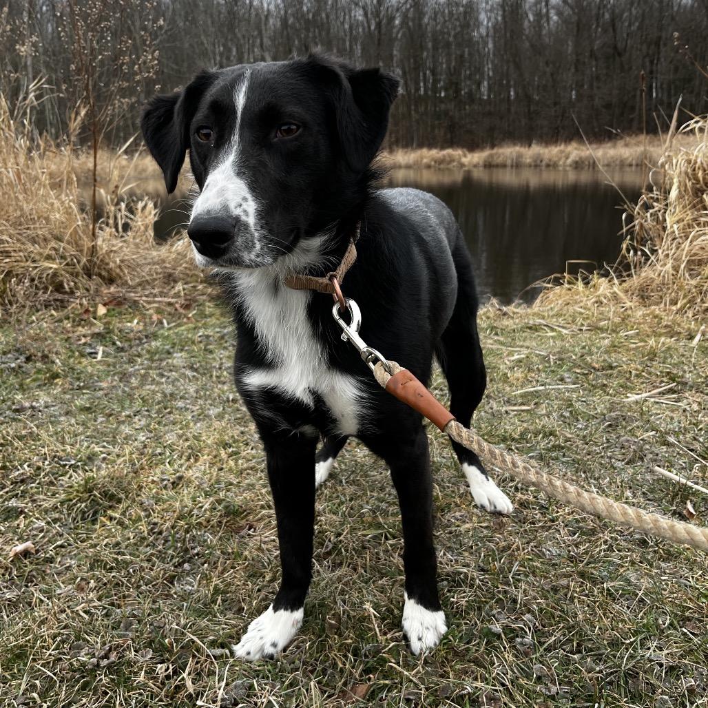 Enlarge Poseidon (In Foster), a Adoptable mixed breed in East Smithfield , PA image 3/6