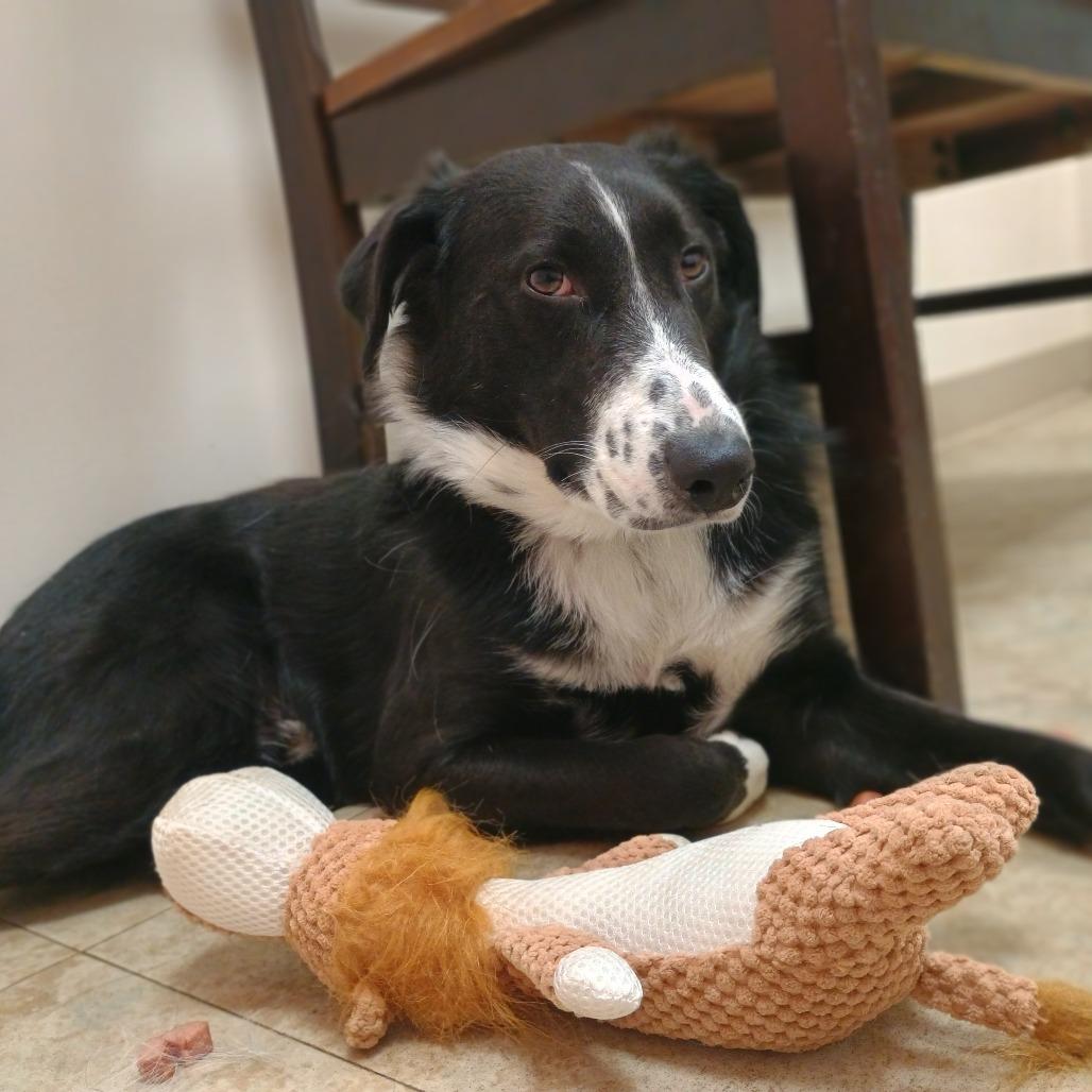 Enlarge Poseidon (In Foster), a Adoptable mixed breed in East Smithfield , PA image 4/6
