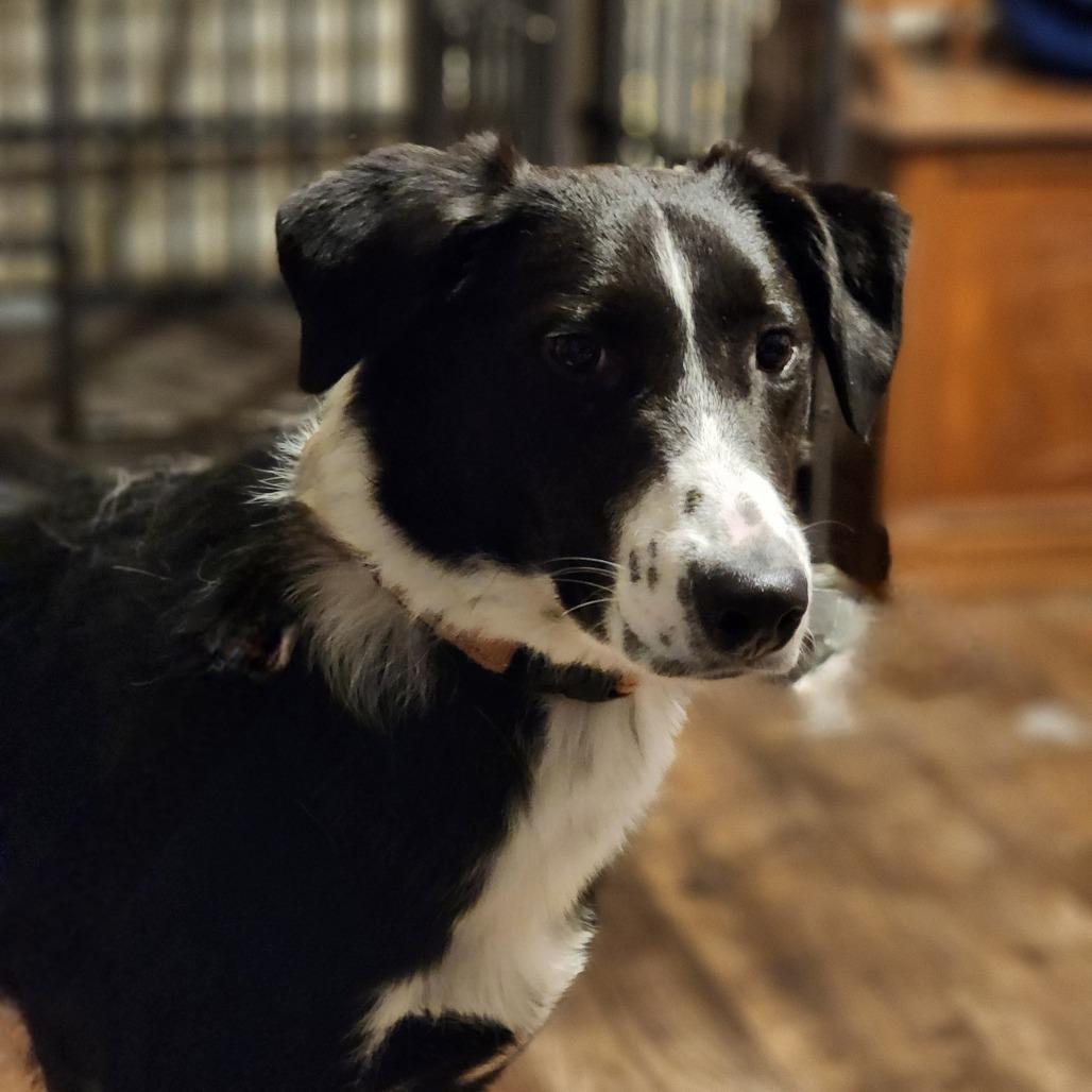 Enlarge Poseidon (In Foster), a Adoptable mixed breed in East Smithfield , PA image 5/6