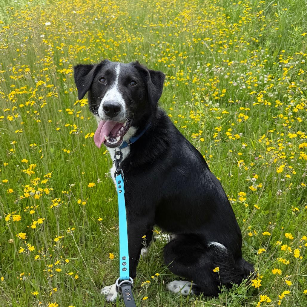 Enlarge Poseidon, a Adoptable mixed breed in East Smithfield , PA image 5/6