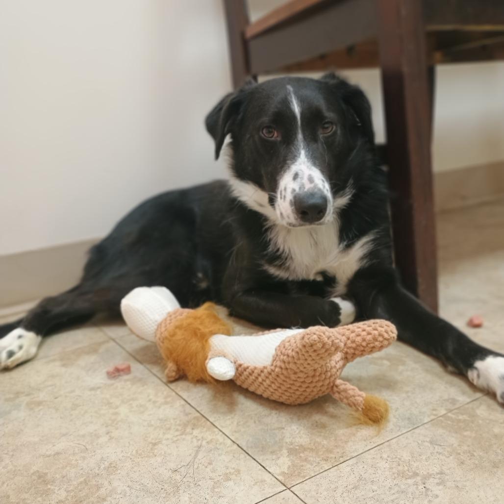 Enlarge Poseidon (In Foster), a Adoptable mixed breed in East Smithfield , PA image 6/6