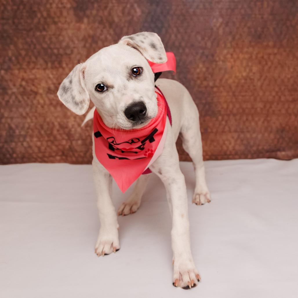 Fern, Adoptable, Puppy Female Labrador Retriever & Pointer.