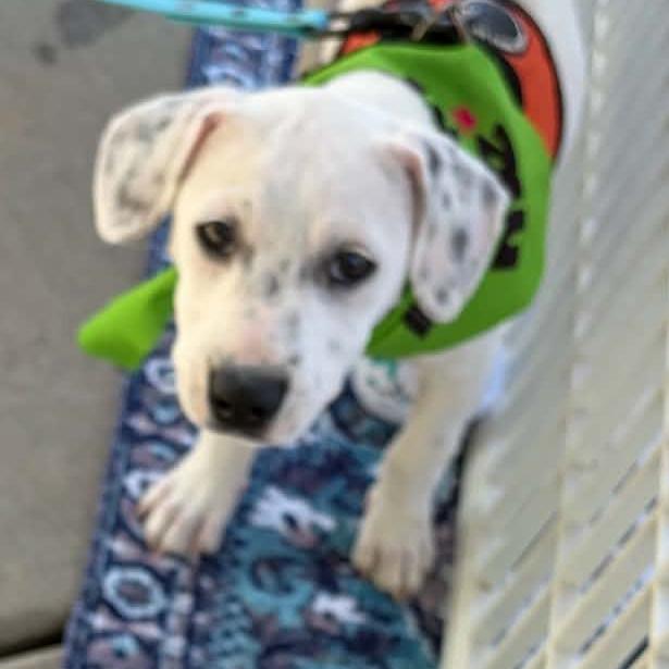 Fern, Adoptable, Puppy Female Labrador Retriever & Pointer.