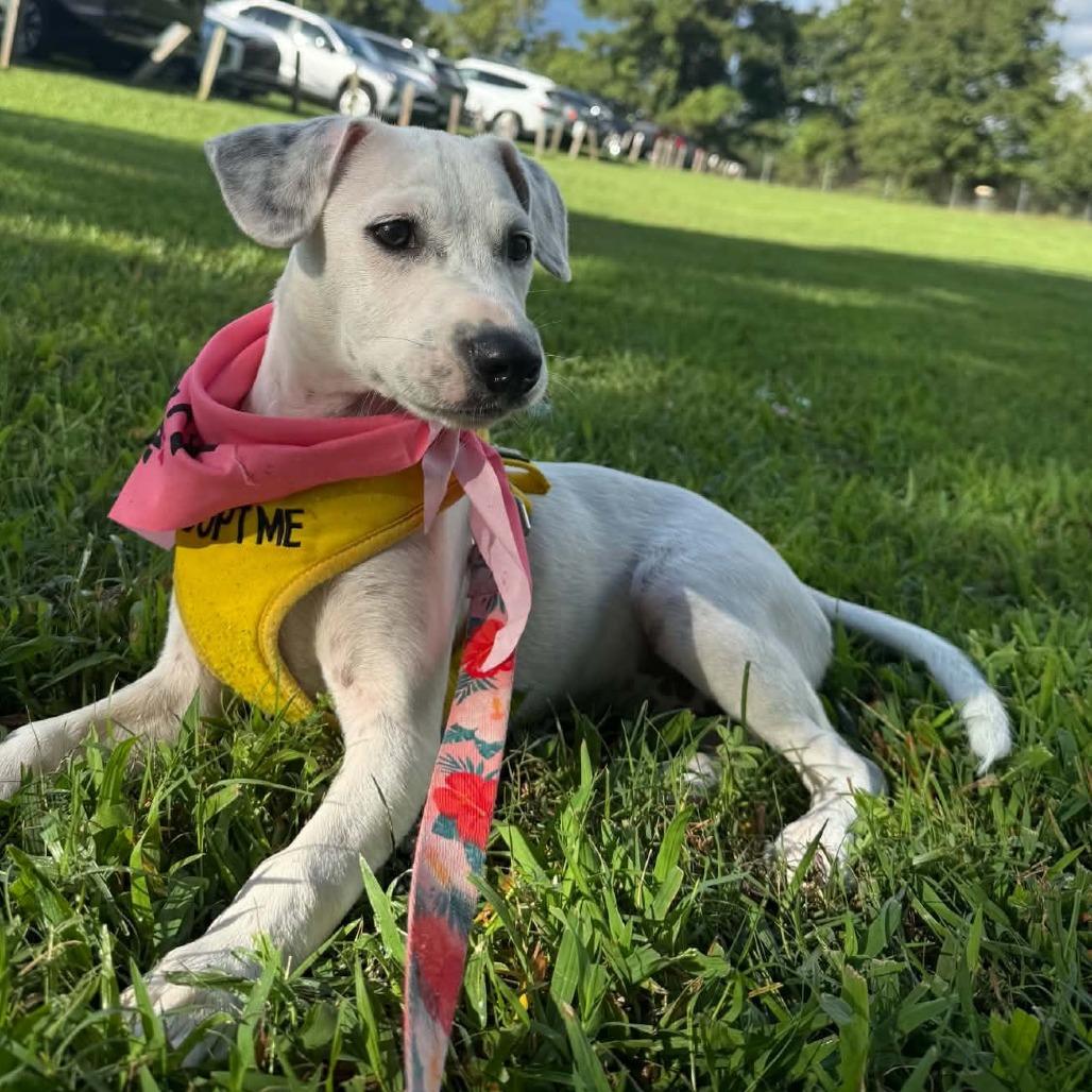 Enlarge Fern, a Adoptable mixed breed in Raleigh, NC image 2/4
