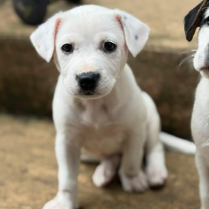 Enlarge Fern, a Adoptable mixed breed in Raleigh, NC image 3/4