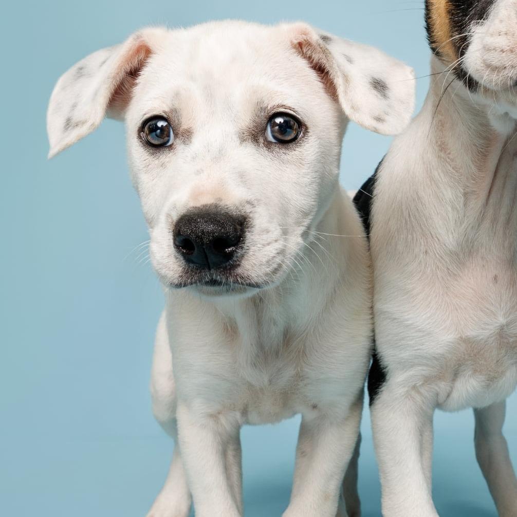 Enlarge Fern, a Adoptable mixed breed in Raleigh, NC image 4/4