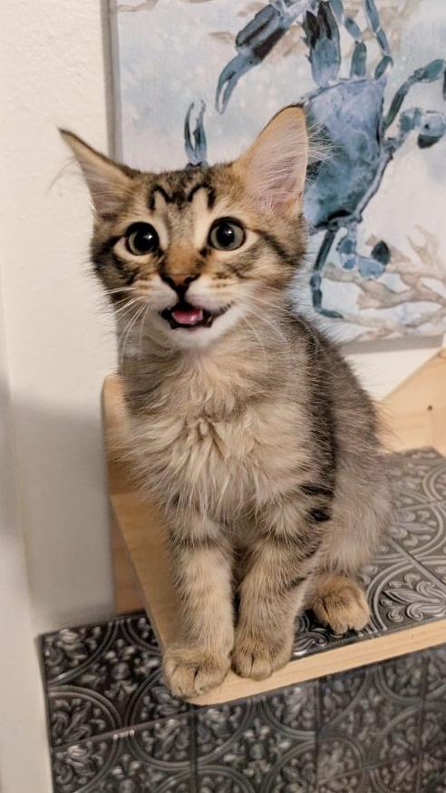 Jack Links, ADOPTABLE, Kitten Male Maine Coon & Domestic Long Hair.