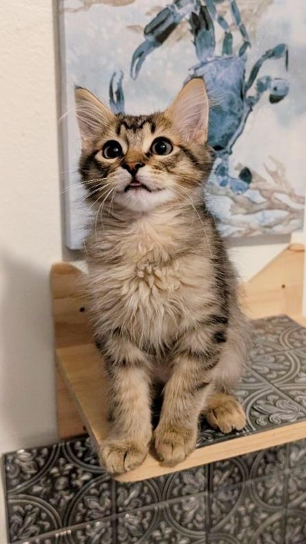 Enlarge Jack Links, a ADOPTABLE mixed breed in Beaverton, OR image 2/2