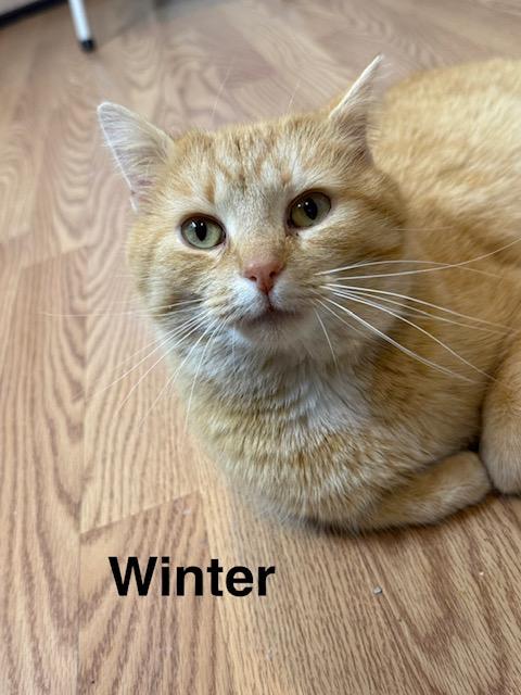 WINTER, ADOPTABLE, Adult Female Domestic Short Hair.
