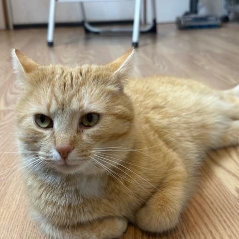 WINTER, a ADOPTABLE Domestic Short Hair in Millerstown, PA image 3/5