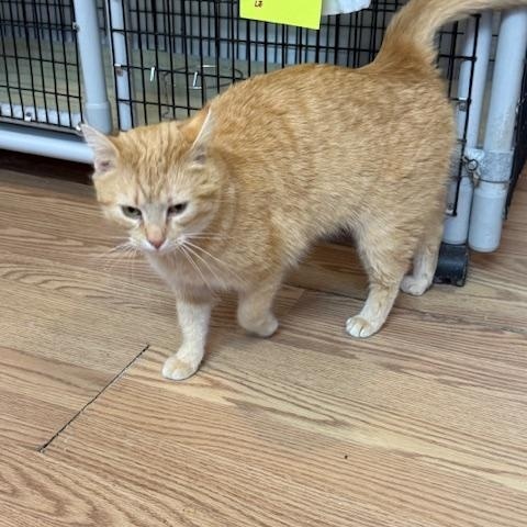 WINTER, a ADOPTABLE Domestic Short Hair in Millerstown, PA image 5/5