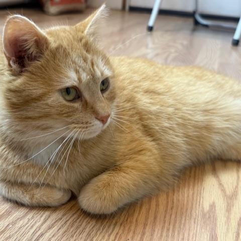 WINTER, a ADOPTABLE Domestic Short Hair in Millerstown, PA image 4/5