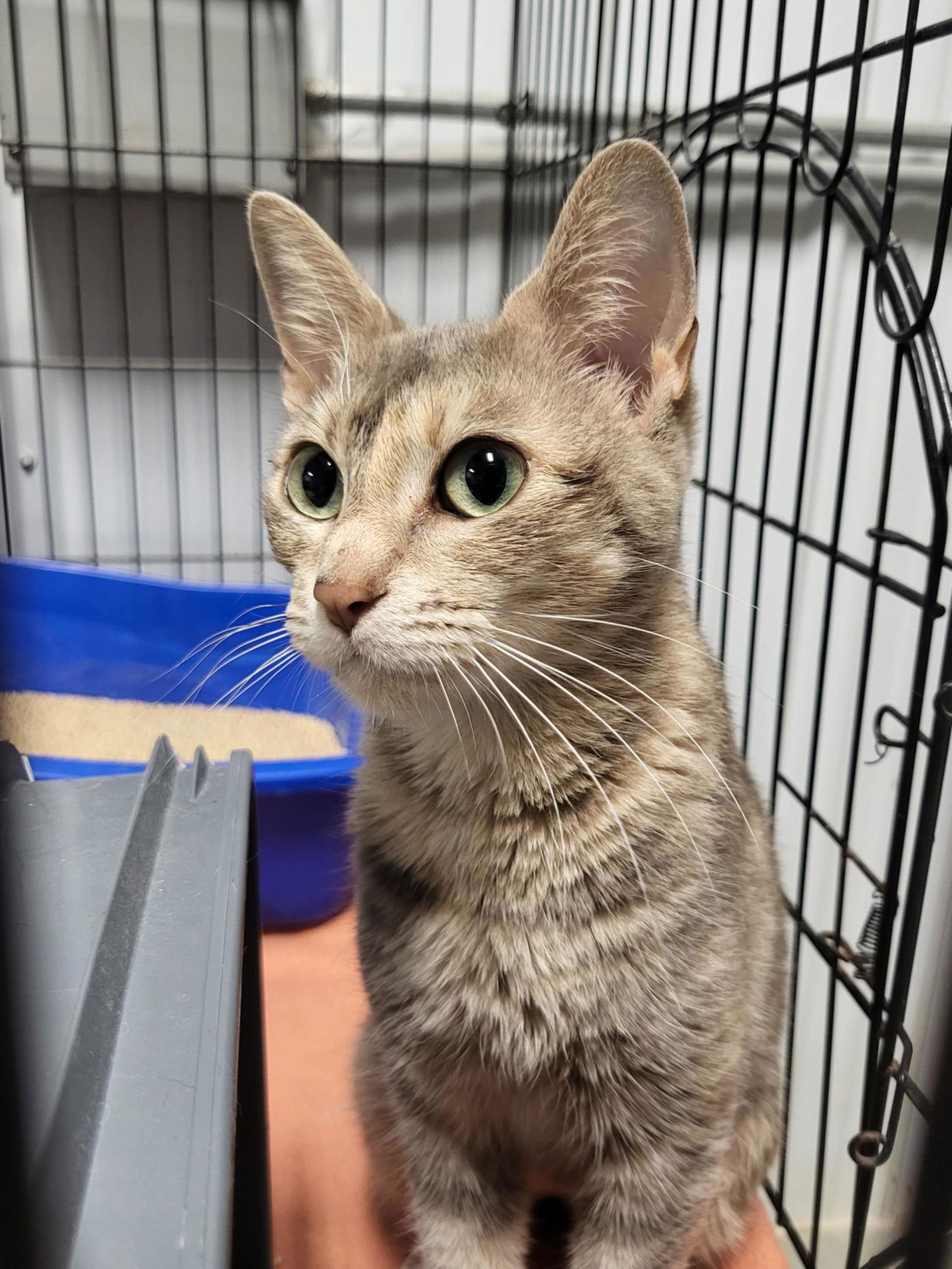 Pina Colada, Adoptable, Young Female Domestic Short Hair.