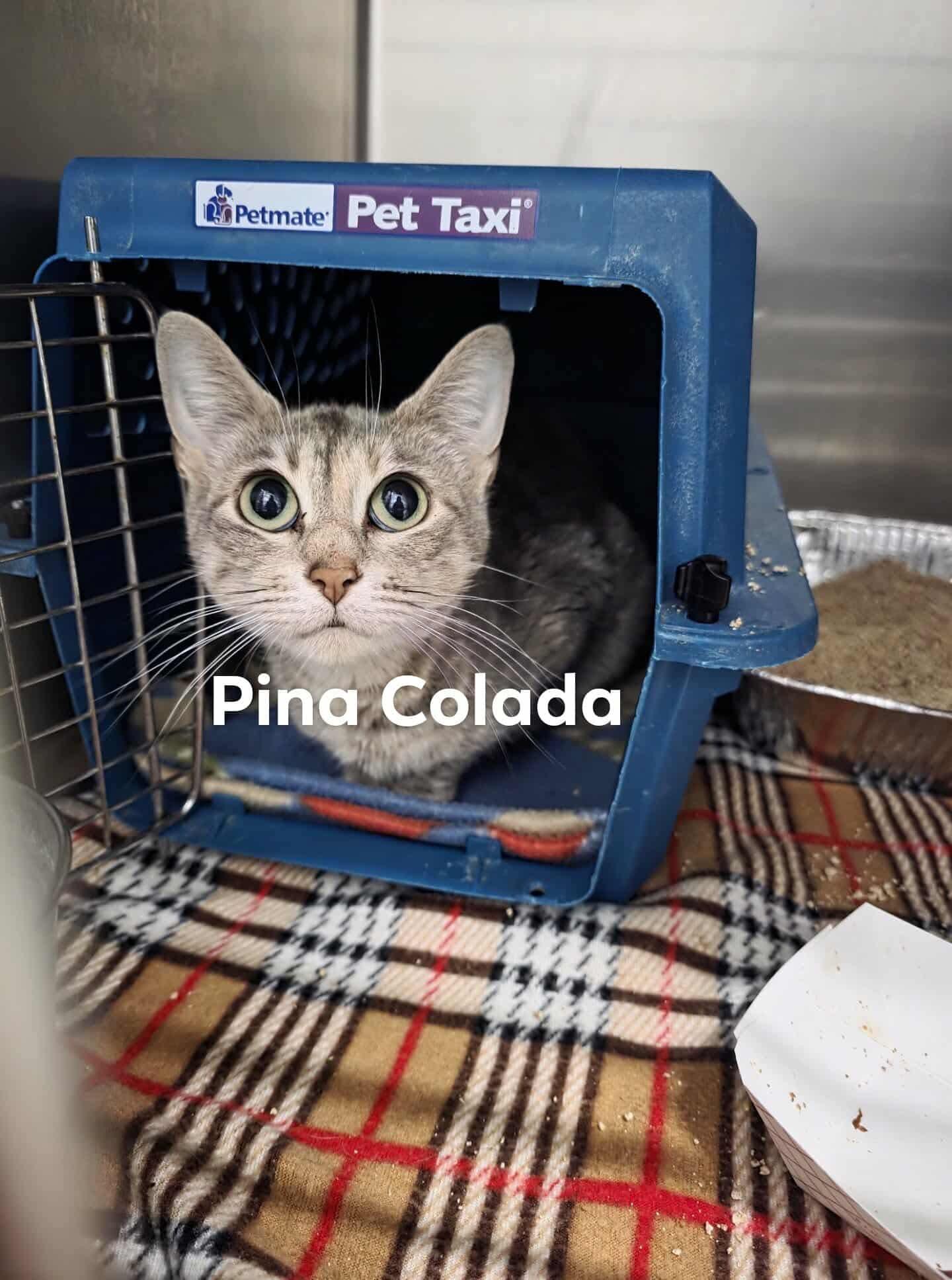 Enlarge Pina Colada, a Adoptable Domestic Short Hair in Detroit Lakes, MN image 2/3