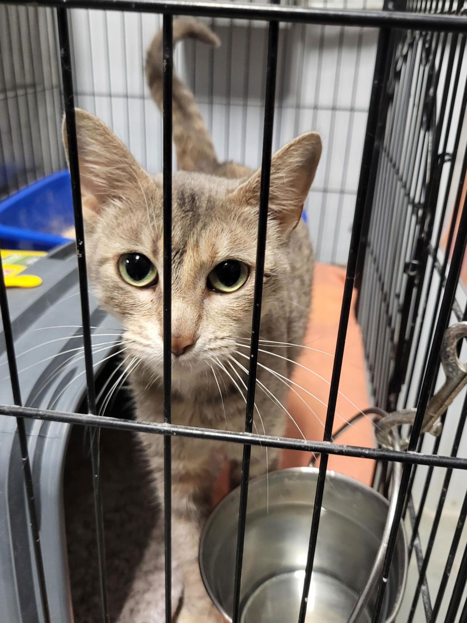 Enlarge Pina Colada, a Adoptable Domestic Short Hair in Detroit Lakes, MN image 3/3