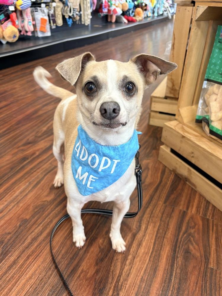 Milo, Adoptable, Adult Male Chihuahua & Miniature Pinscher.
