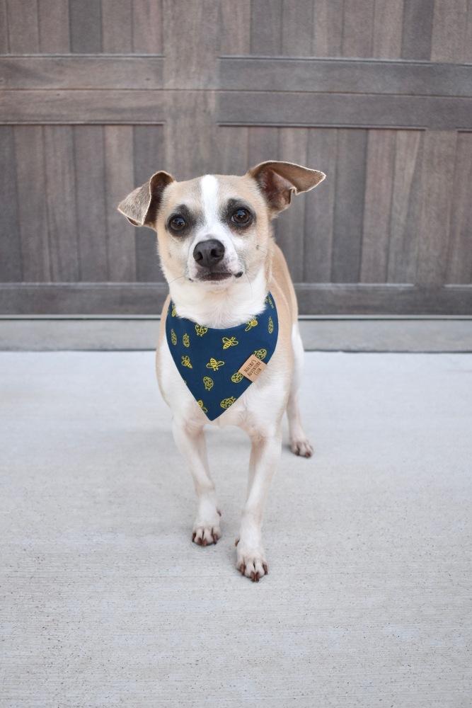 Milo, a Adoptable mixed breed in Frisco, TX image 2/6