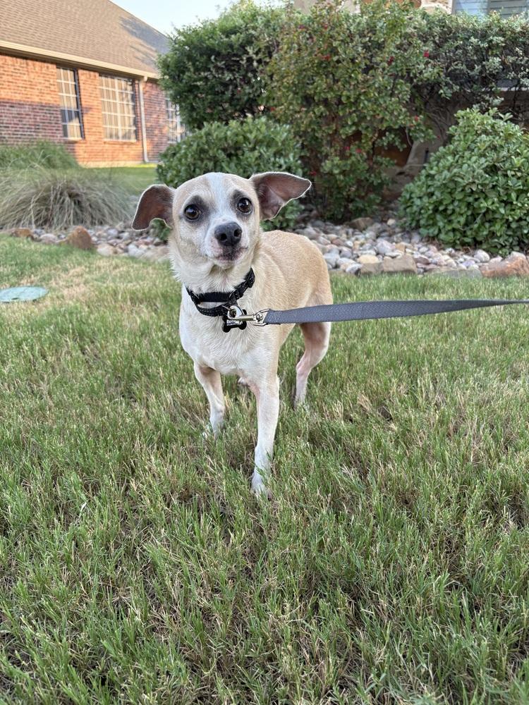 Enlarge Milo, a Adoptable mixed breed in Frisco, TX image 2/6