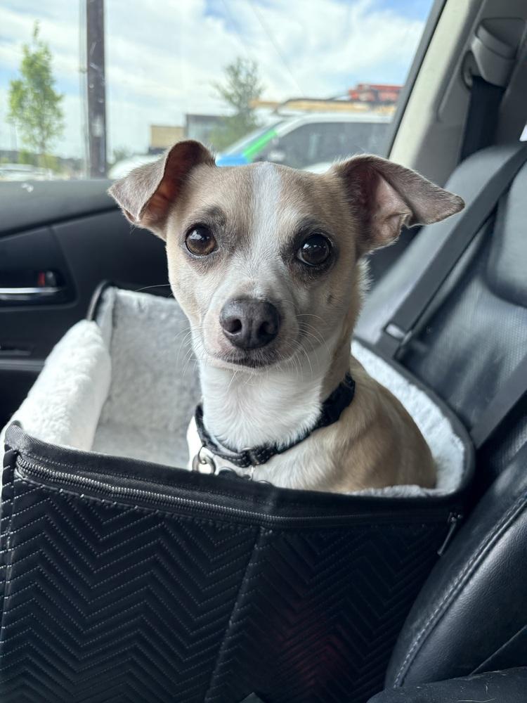 Enlarge Milo, a Adoptable mixed breed in Frisco, TX image 2/5