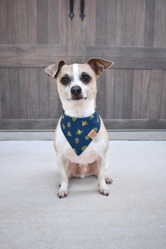 Milo, a Adoptable mixed breed in Frisco, TX image 4/6