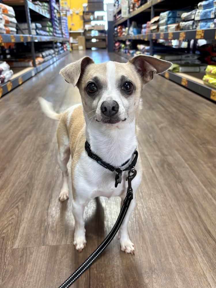 Milo, a Adoptable mixed breed in Frisco, TX image 4/6