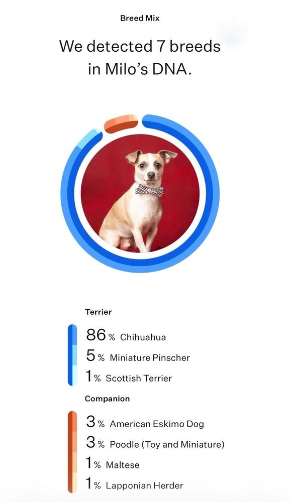 Enlarge Milo, a Adoptable mixed breed in Frisco, TX image 5/6