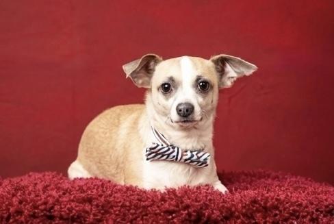 Enlarge Milo, a Adoptable mixed breed in Frisco, TX image 6/6