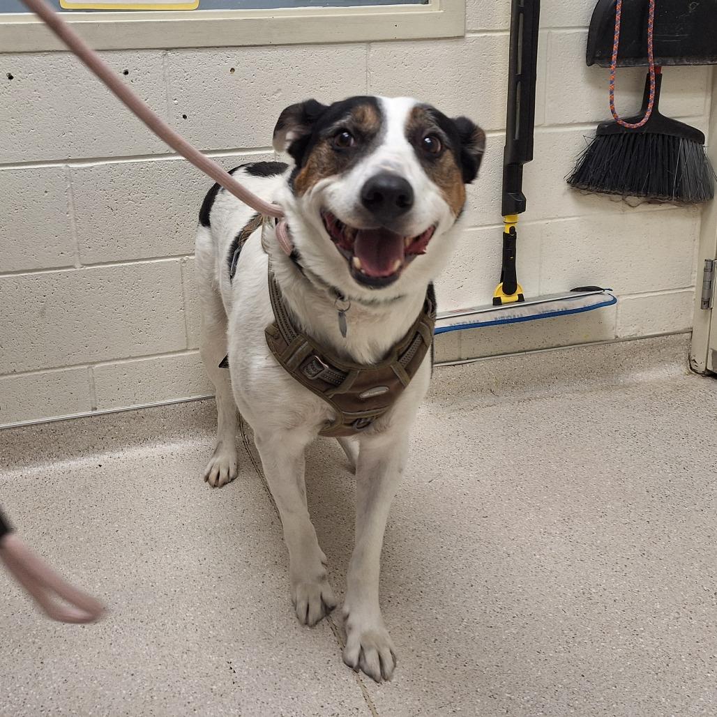 Duke, Adoptable, Adult Male Mixed Breed.