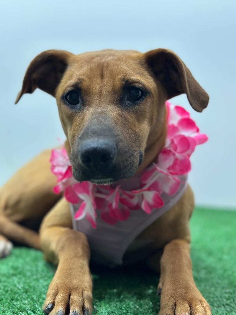 Enlarge Nala, a Adoptable mixed breed in Sacramento, CA image 1/1
