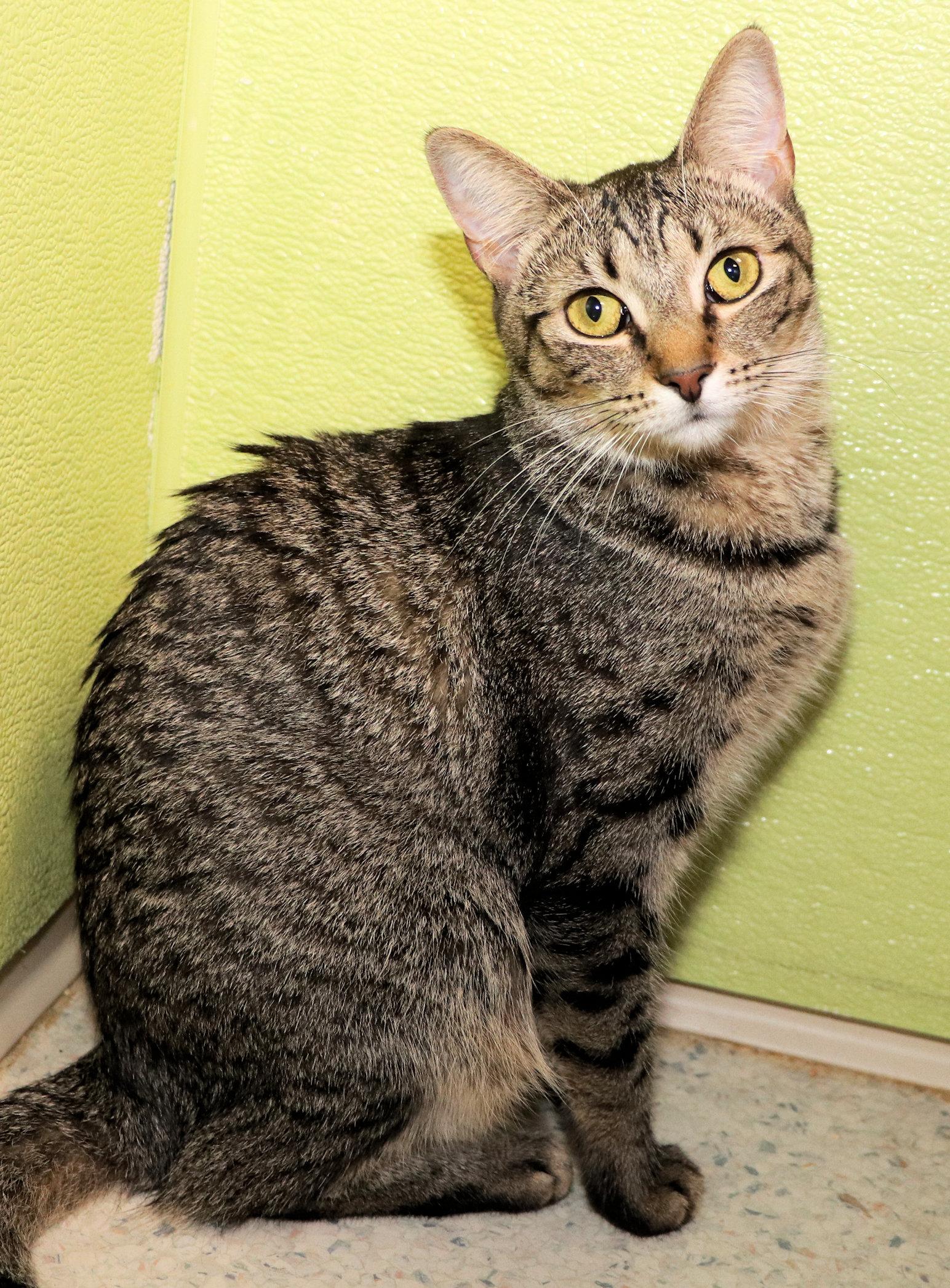 Sarah, a Adoptable Domestic Short Hair in Cincinnati, OH image 2/3