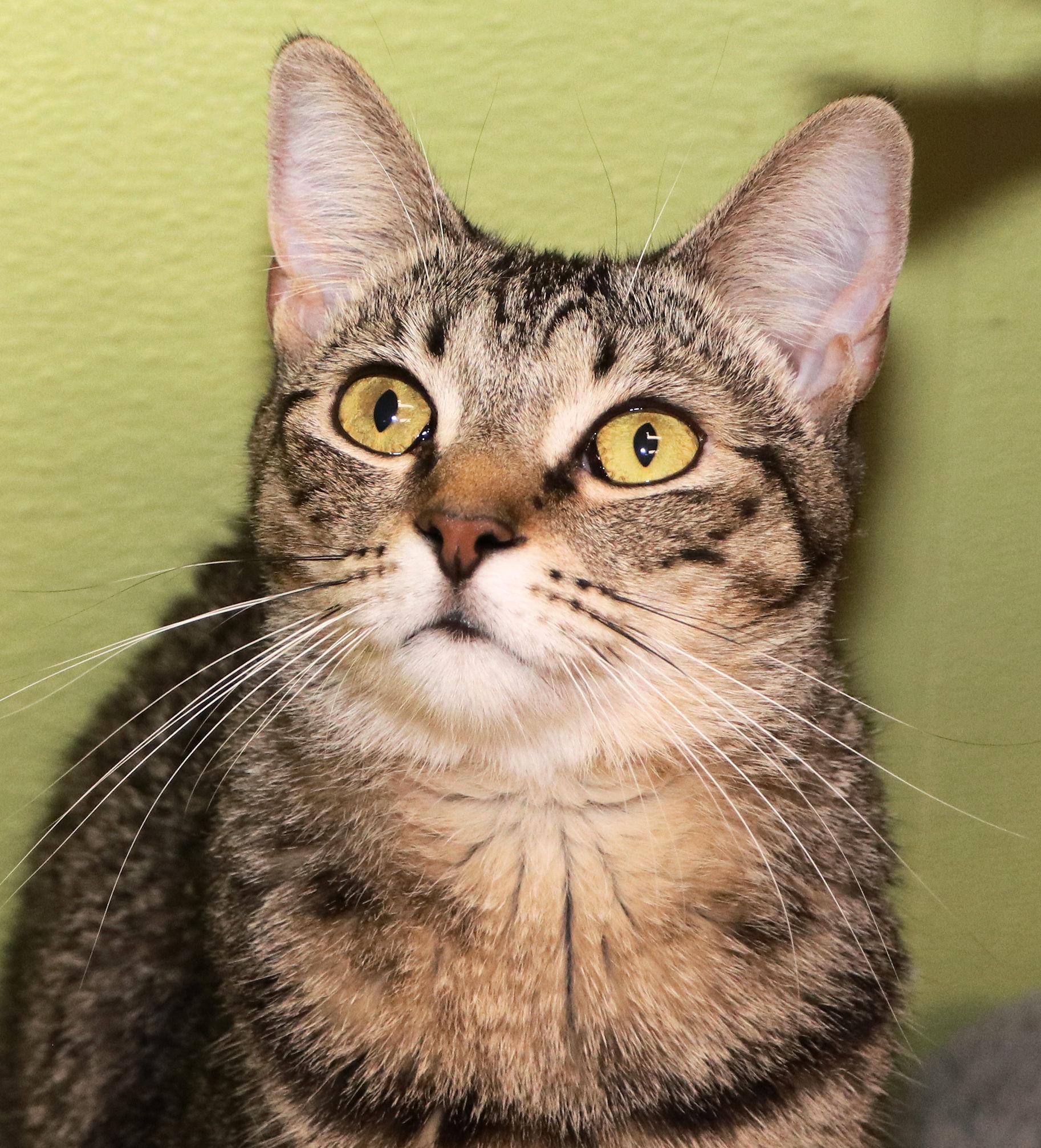 Sarah, a Adoptable Domestic Short Hair in Cincinnati, OH image 1/3