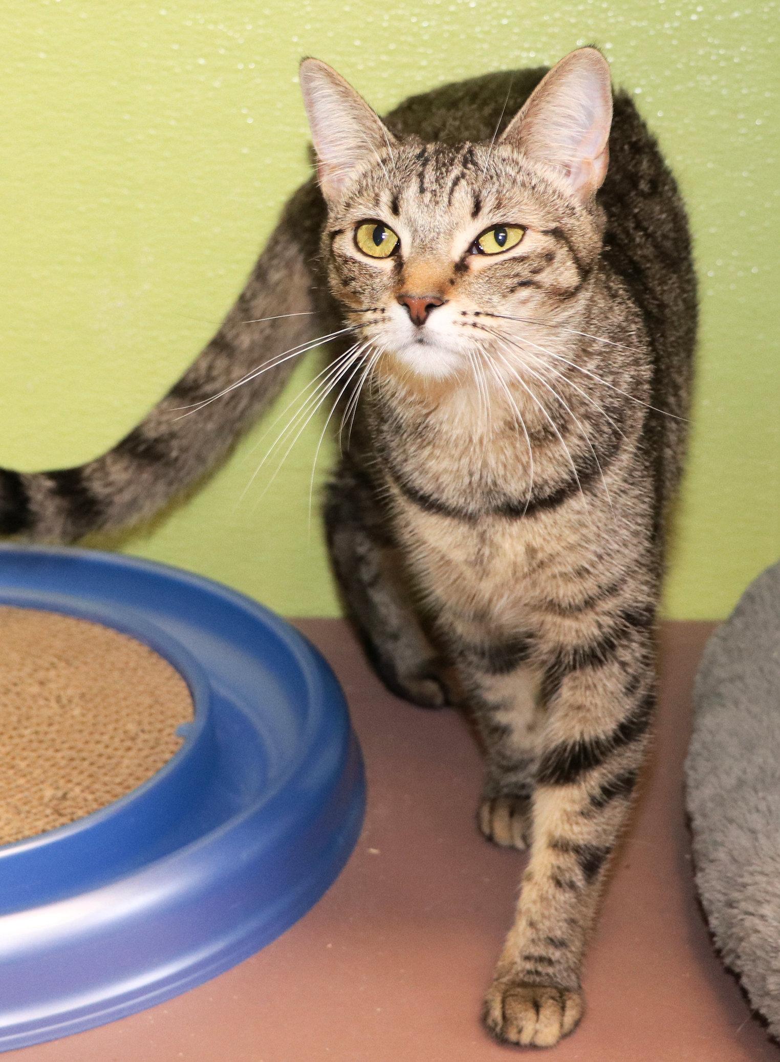 Sarah, a Adoptable Domestic Short Hair in Cincinnati, OH image 3/3