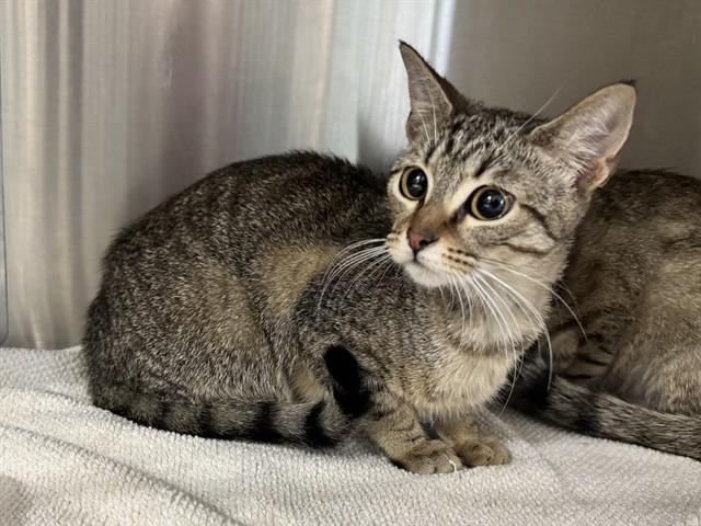 EGG, Adoptable, Young Female Domestic Short Hair.