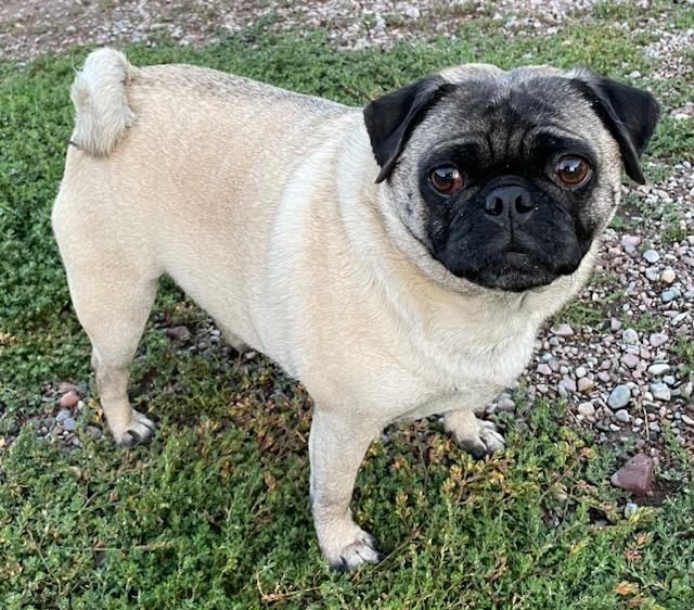 Enlarge Frieda, a Adopted Pug in Polson, MT image 3/3
