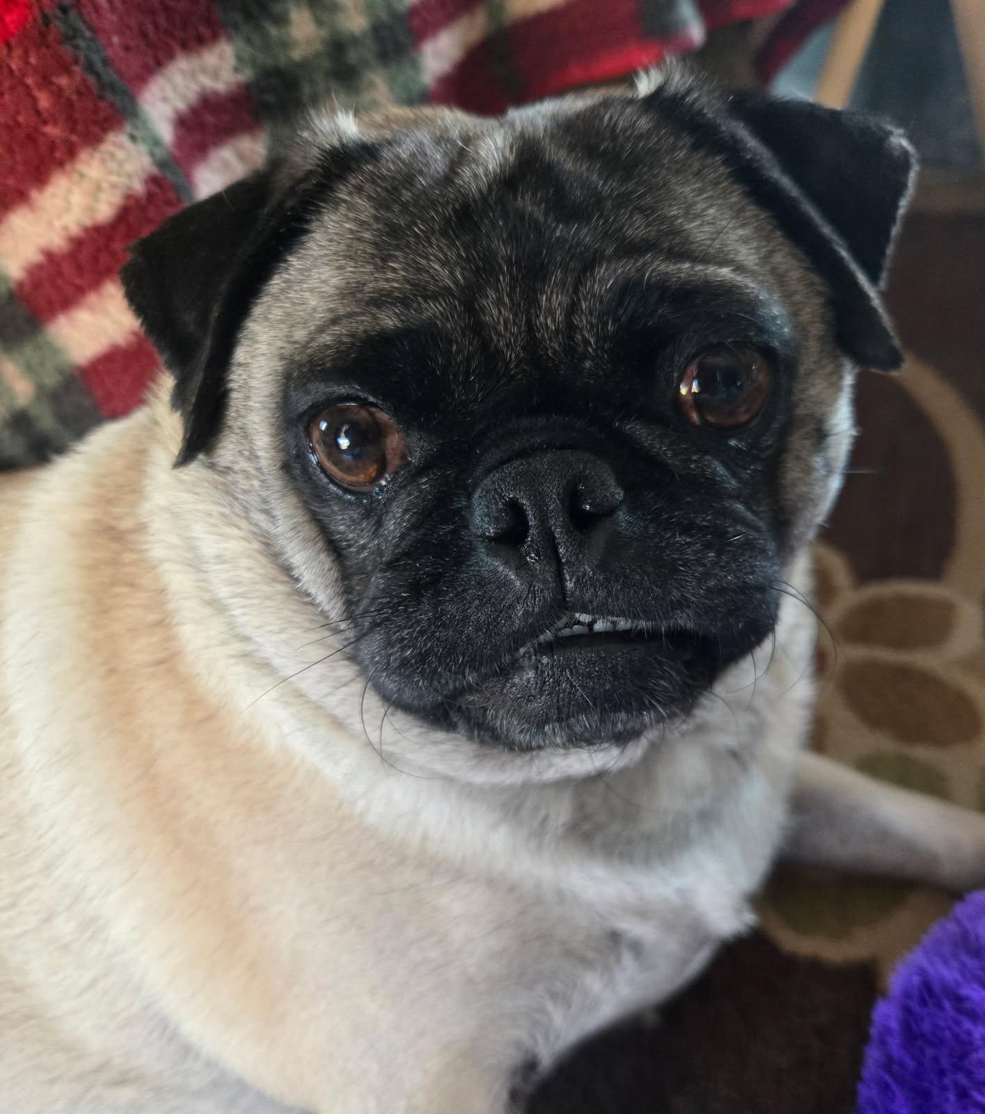 Frieda, Adopted, Adult Female Pug.