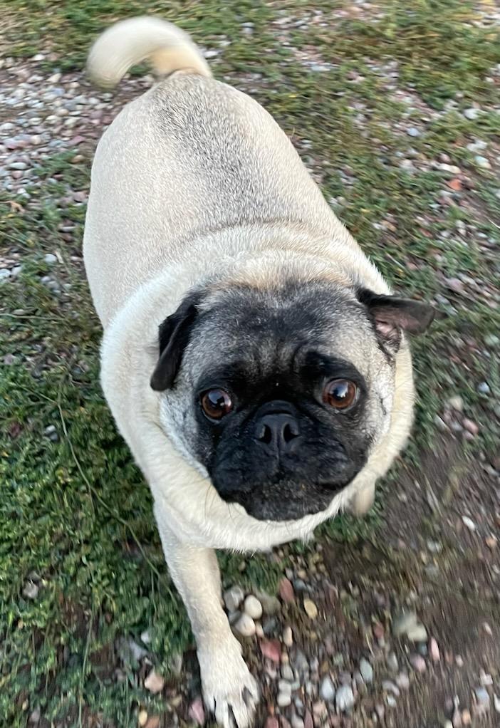 Enlarge Frieda, a Adopted Pug in Polson, MT image 2/3
