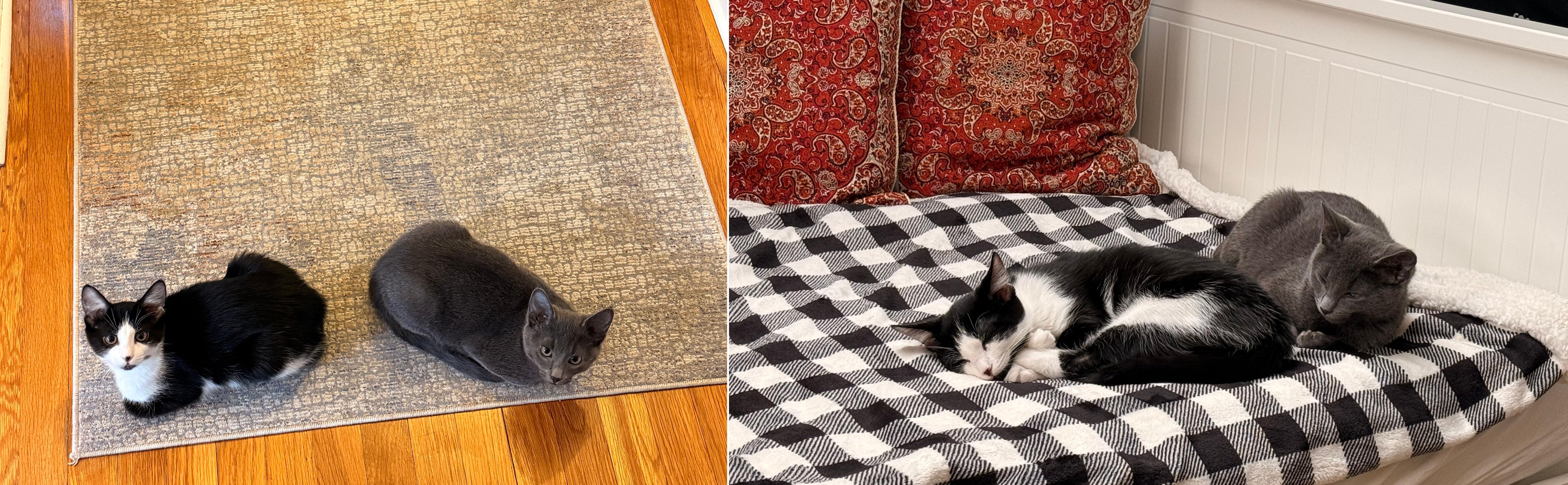 Enlarge Velvet and Pepper, a ADOPTABLE Domestic Short Hair in Melrose, MA image 1/6