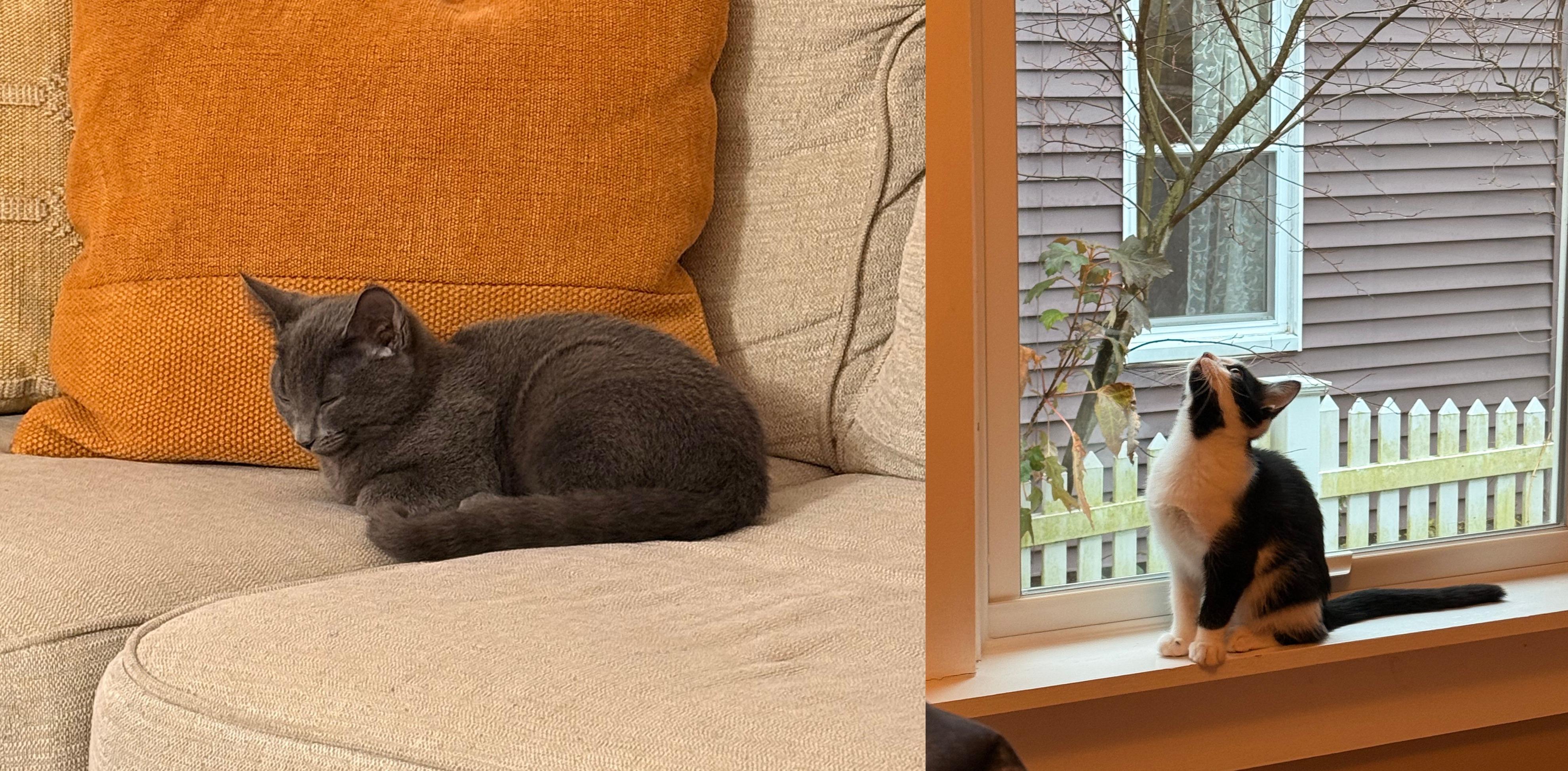 Enlarge Velvet and Pepper, a ADOPTABLE Domestic Short Hair in Melrose, MA image 2/6