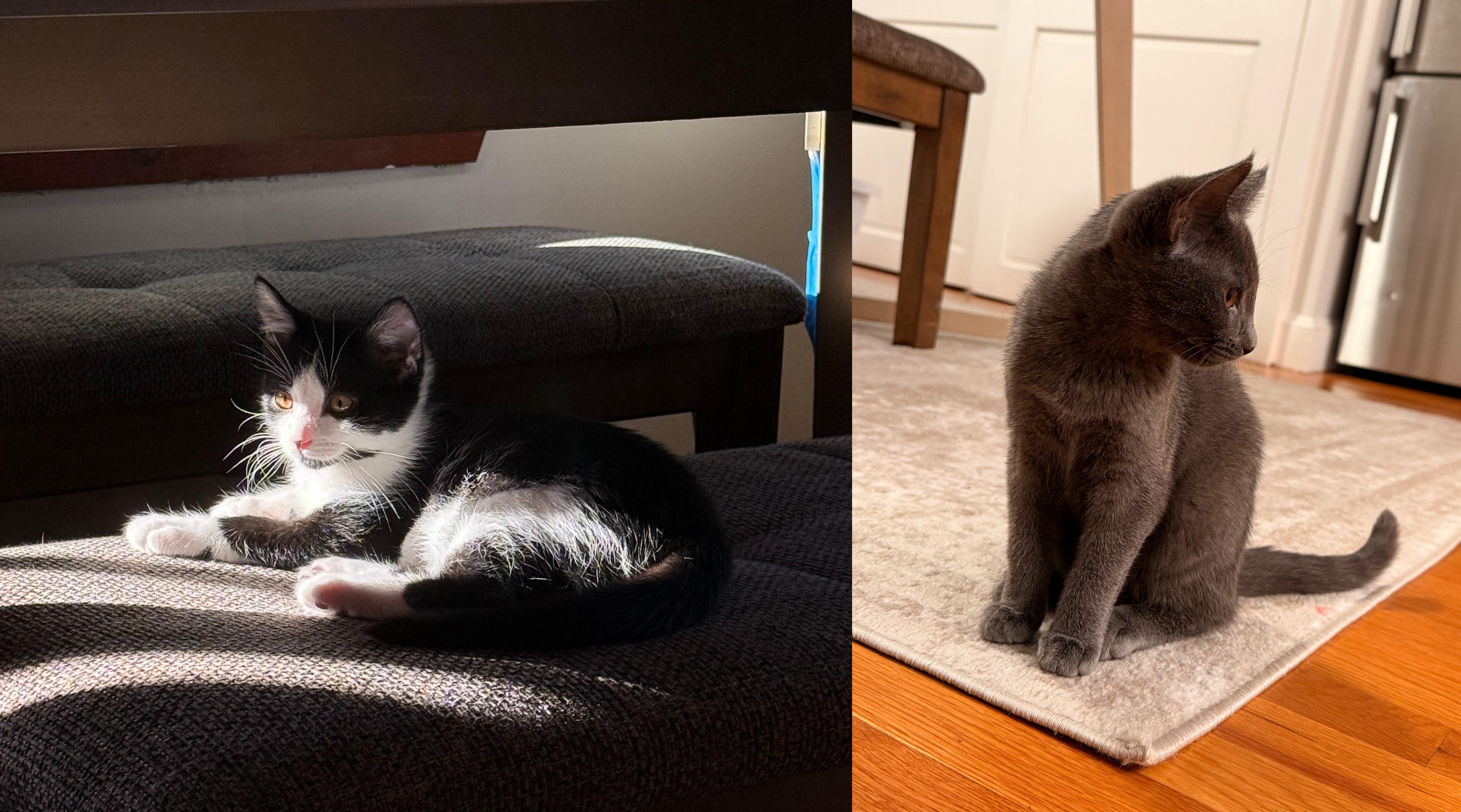 Enlarge Velvet and Pepper, a ADOPTABLE Domestic Short Hair in Melrose, MA image 3/6