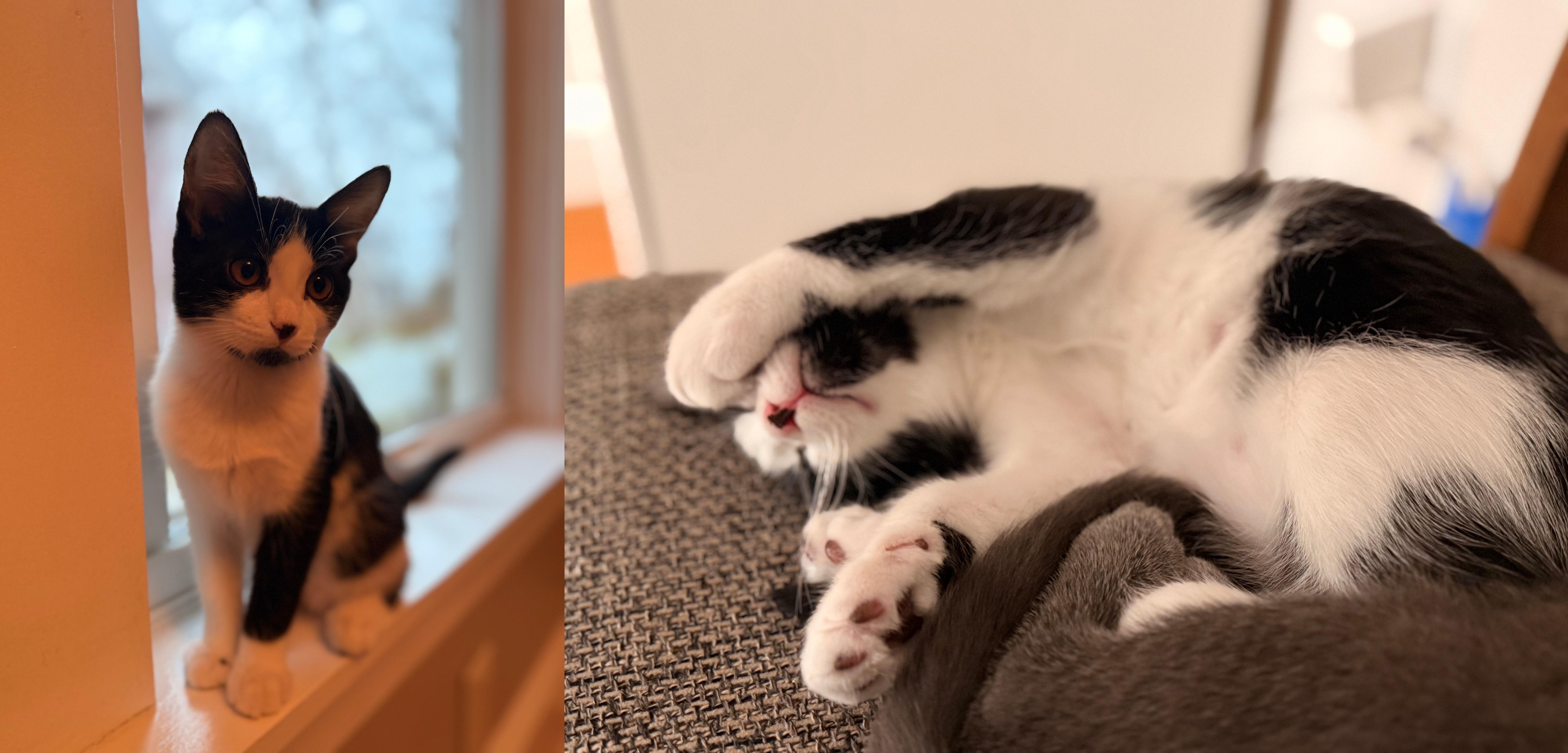 Enlarge Velvet and Pepper, a ADOPTABLE Domestic Short Hair in Melrose, MA image 4/6