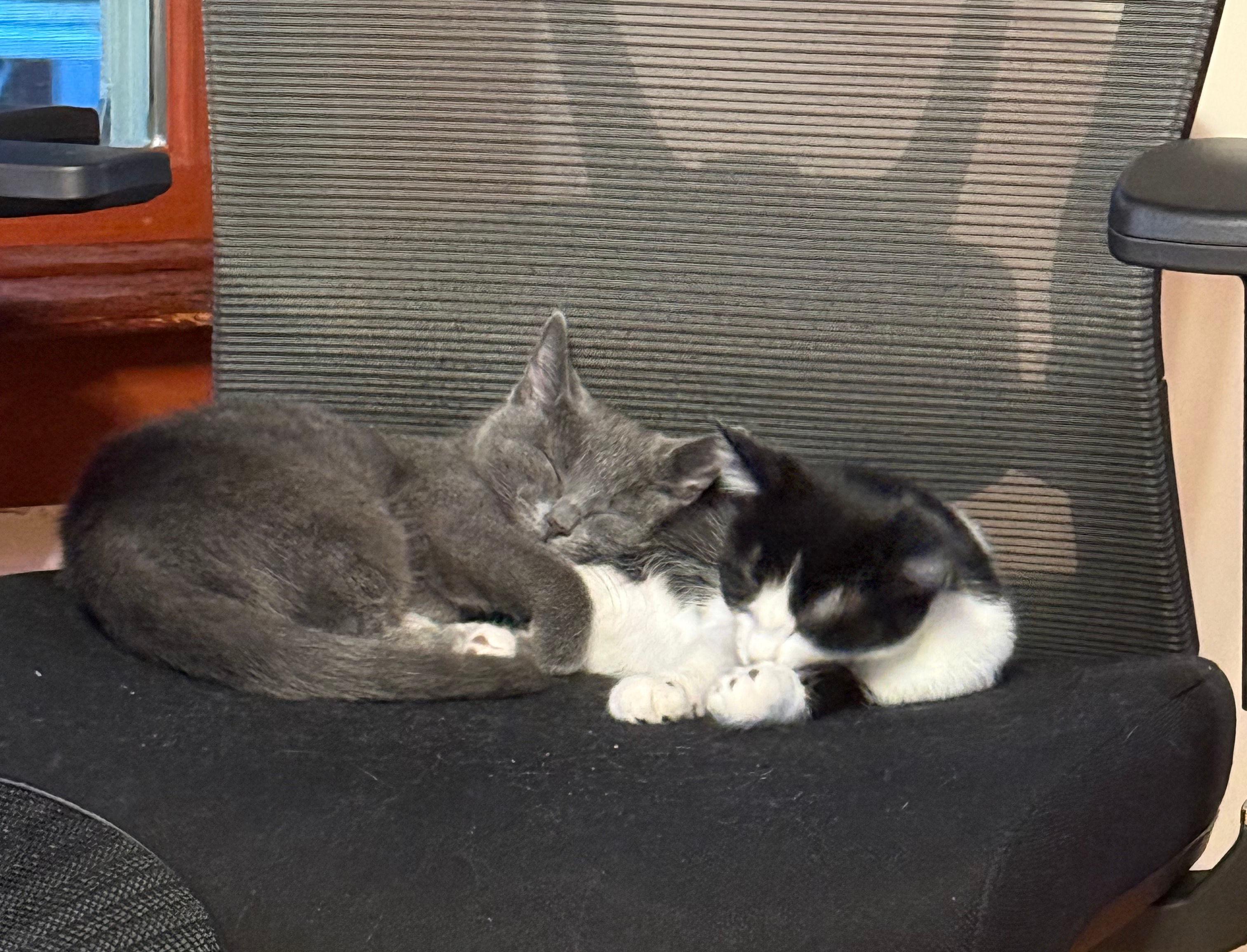 Enlarge Velvet and Pepper, a ADOPTABLE Domestic Short Hair in Melrose, MA image 5/6