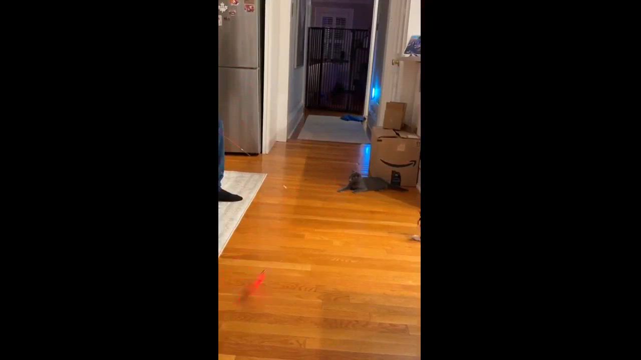 Enlarge Velvet and Pepper, a ADOPTABLE Domestic Short Hair in Melrose, MA video 6/6