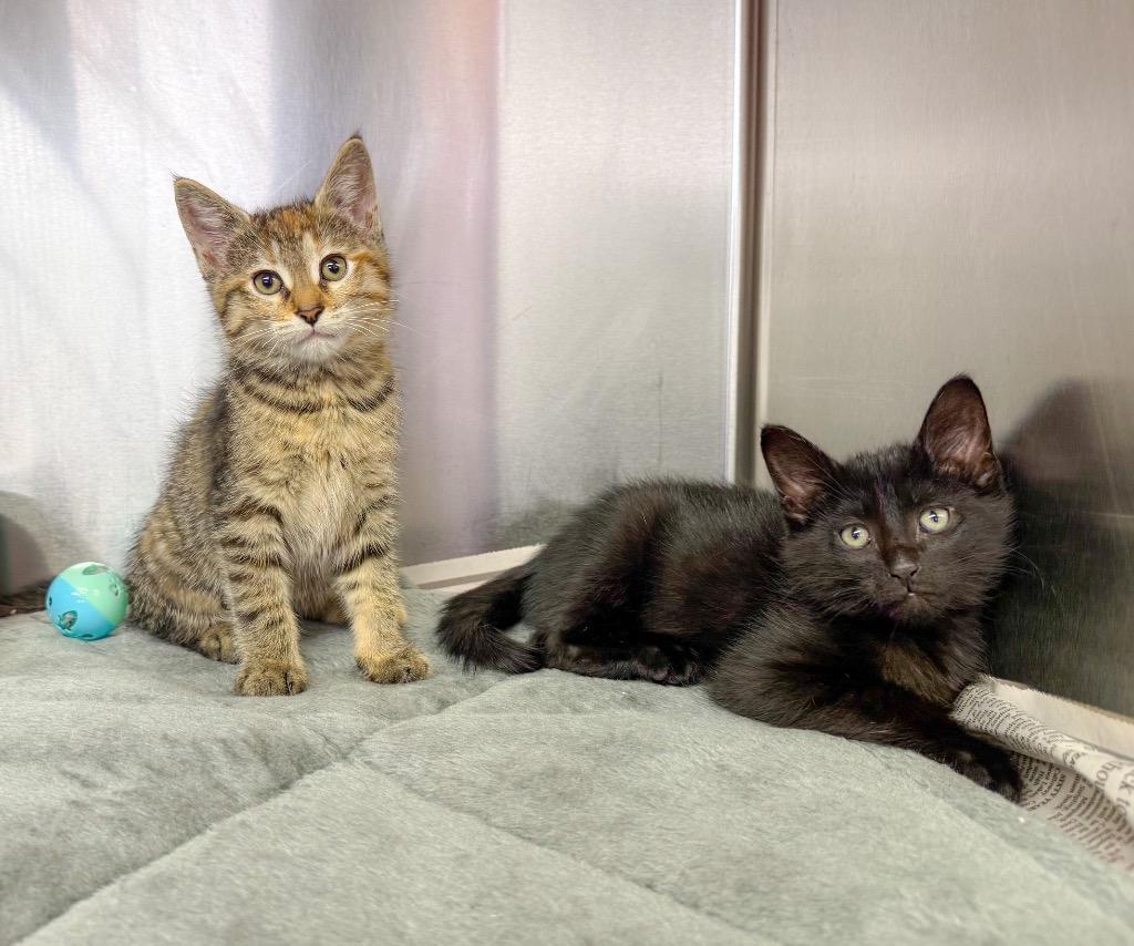Stripes, Adopted, Kitten Female Domestic Short Hair.
