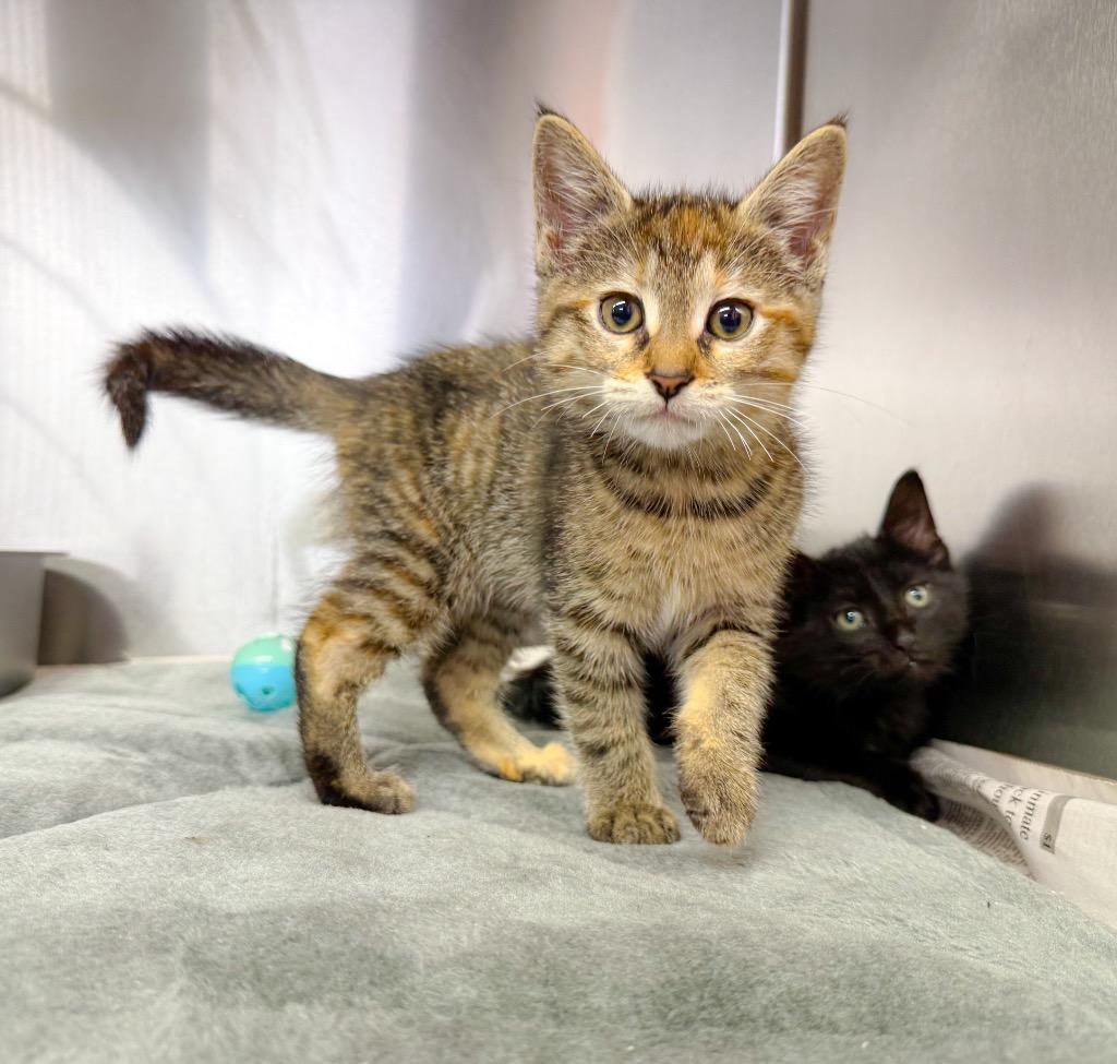 Stripes, a Adopted mixed breed in Murray, KY image 2/2