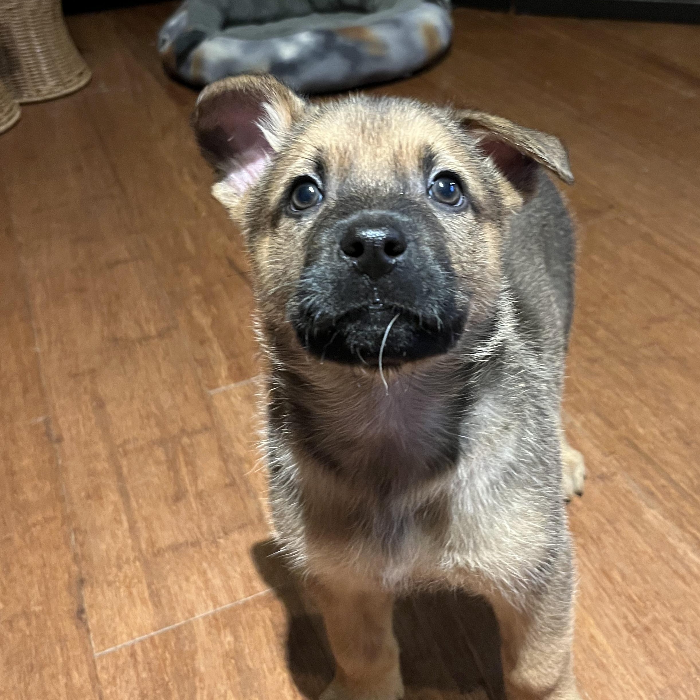 Gouda , a ADOPTABLE mixed breed image 1/6