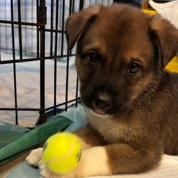 Gouda , a ADOPTABLE mixed breed image 3/6