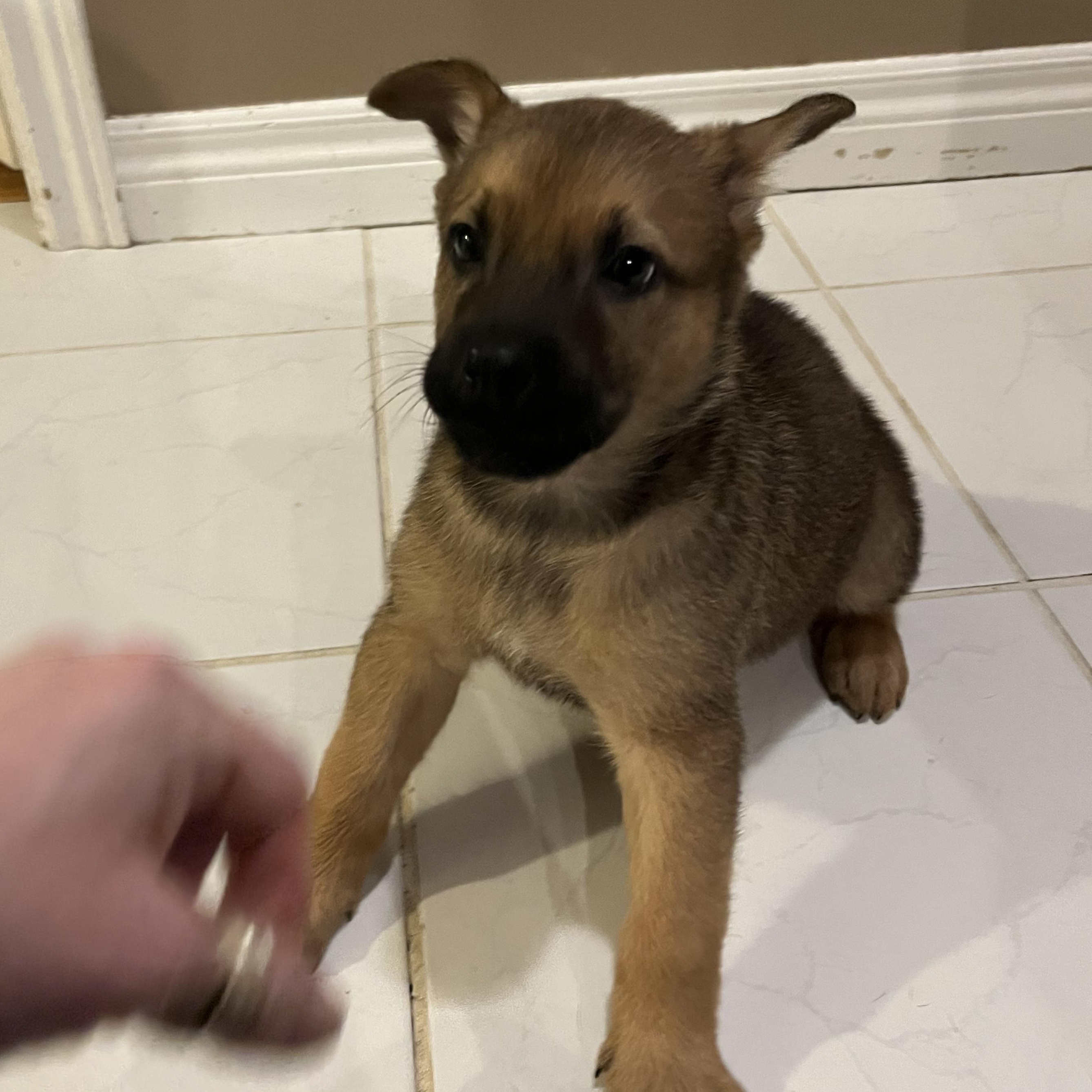 Gouda , a ADOPTABLE mixed breed image 4/6