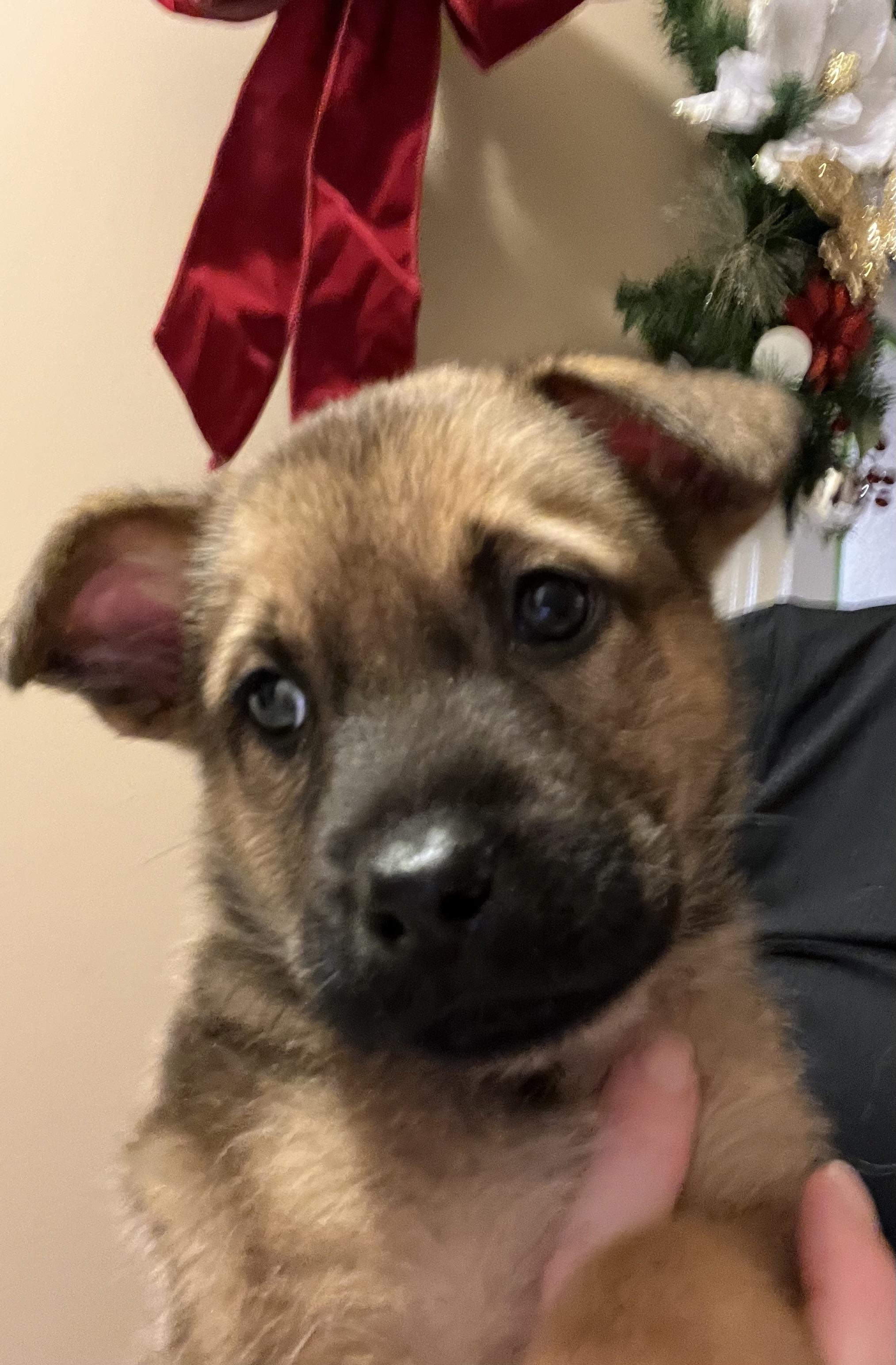 Gouda , a ADOPTABLE mixed breed image 5/6