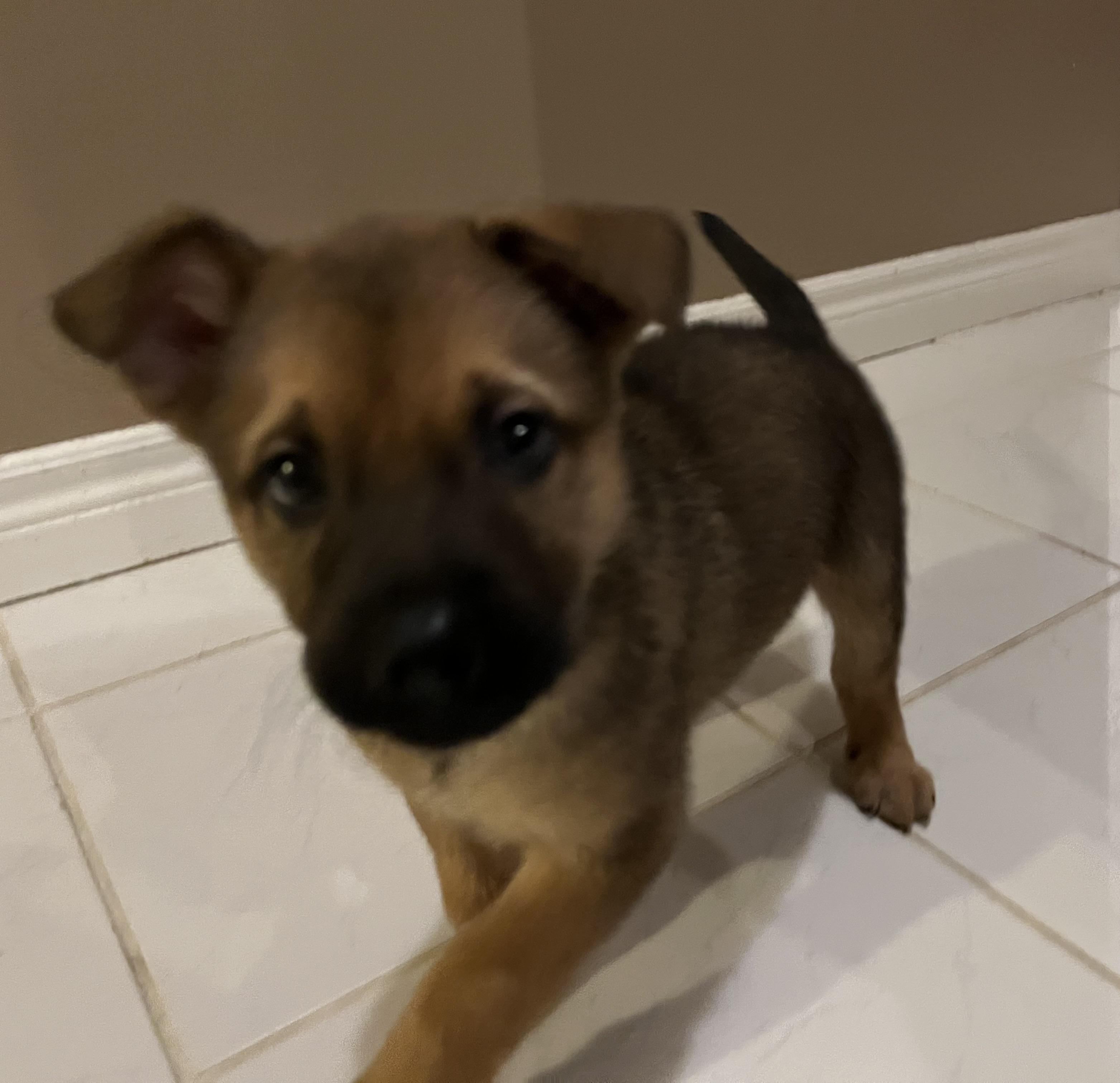 Gouda , a ADOPTABLE mixed breed image 6/6